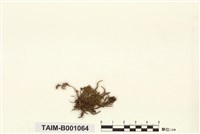 藏品(鼠尾苔)的圖片